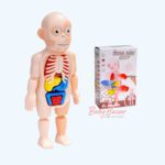 3D Puzzle Assembled Human Body Anatomy Model Educational Medical Science Toy