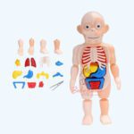 3D Puzzle Assembled Human Body Anatomy Model Educational Medical Science Toy